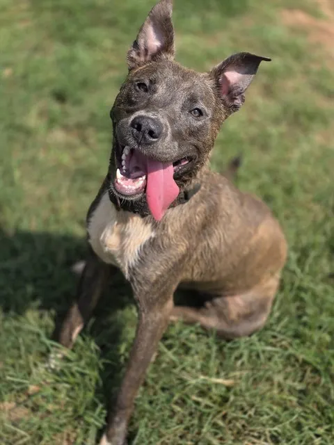 Nala