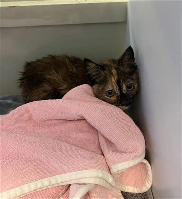 Adoptable Cat
