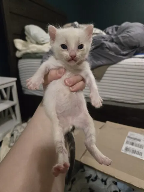 David Meowie