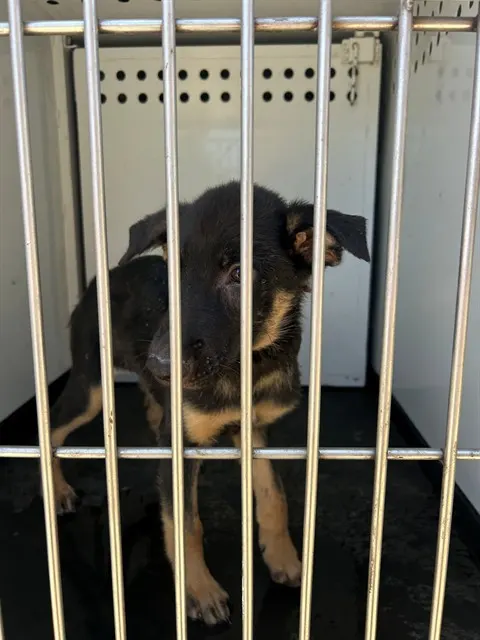 Adoptable Dog