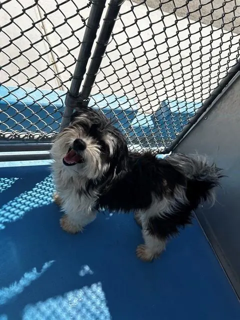 Adoptable Dog
