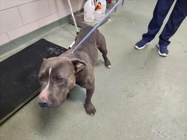Adoptable Dog