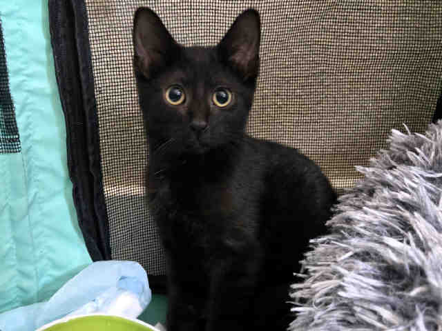 Atticus-In Foster