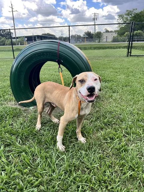 Adoptable Dog