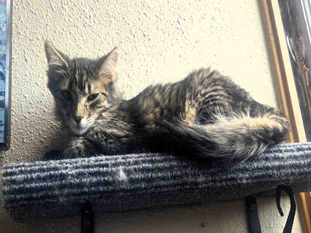 Chester-In Foster