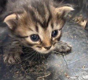 Basil