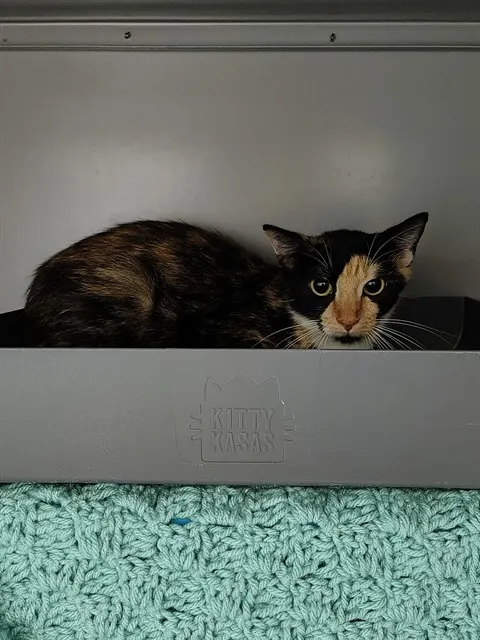 Nora
