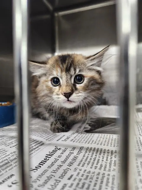 Adoptable Cat