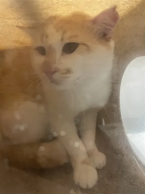 Adoptable Cat