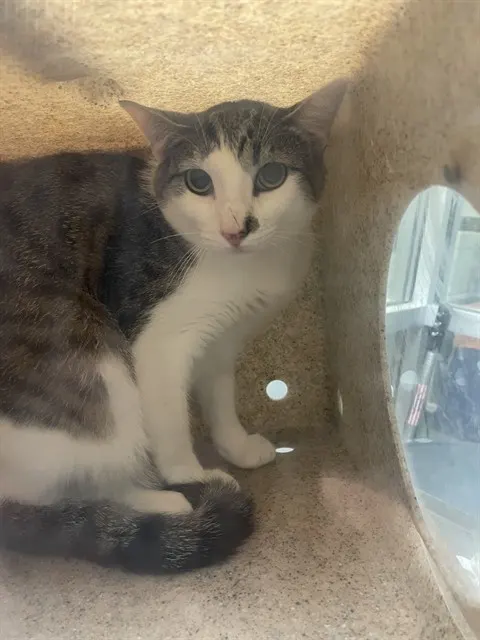 Adoptable Cat