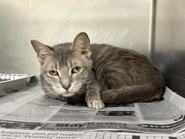 Adoptable Cat
