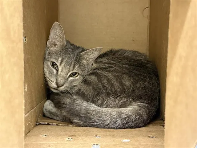 Adoptable Cat