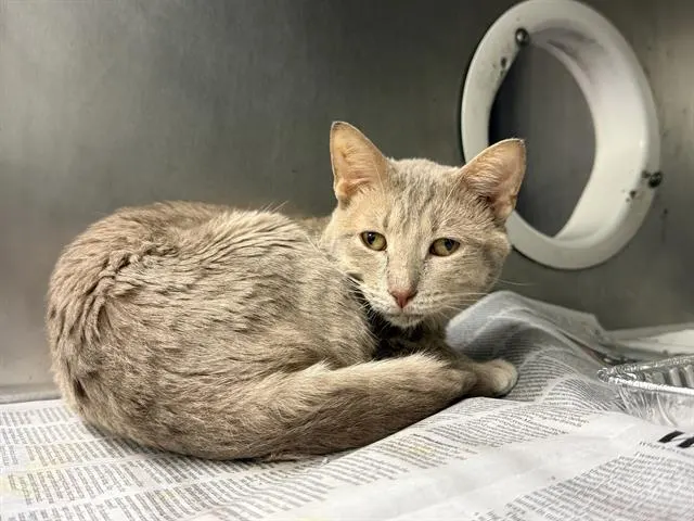 Adoptable Cat