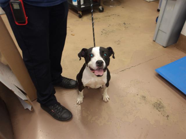 Adoptable Dog