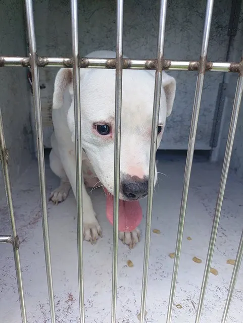 Adoptable Dog