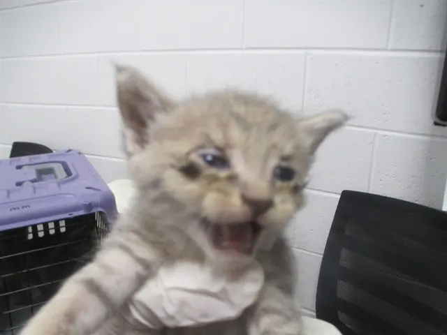 Adoptable Cat