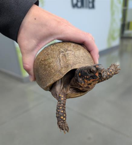 Donatello