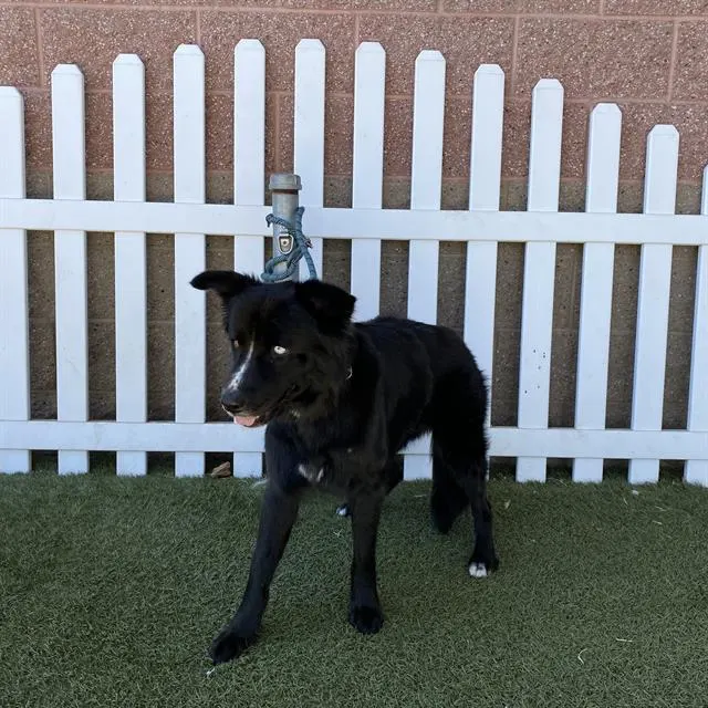 Adoptable Dog