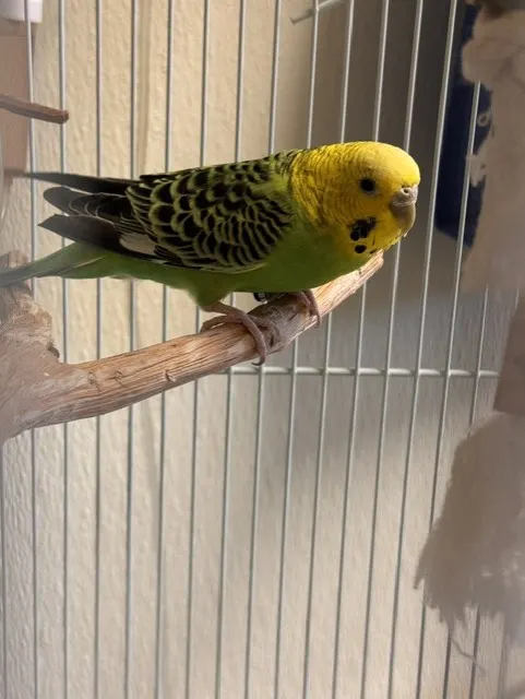 Adoptable Bird