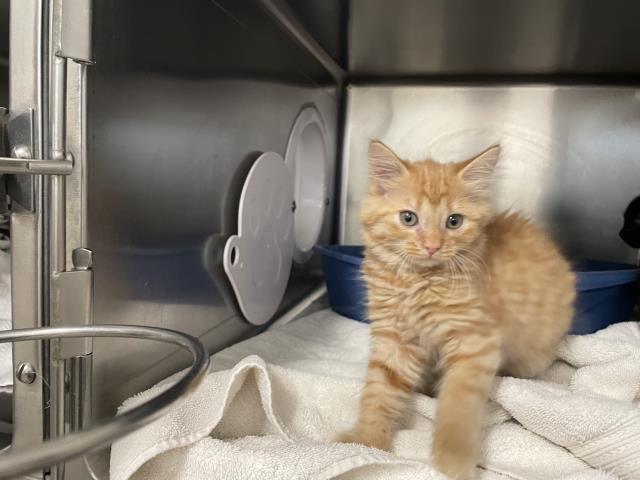 Adoptable Cat