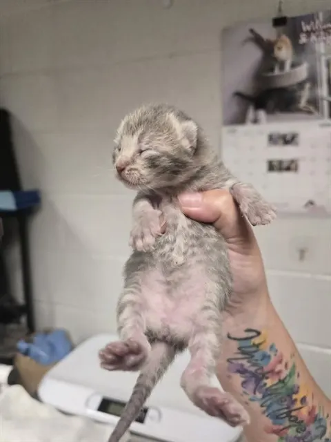 Mochi