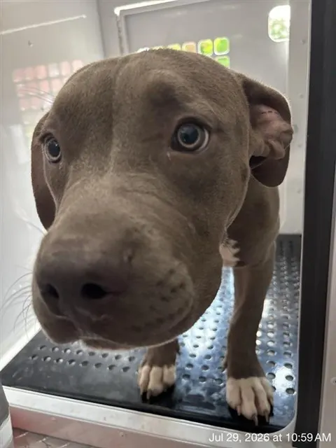 Adoptable Dog