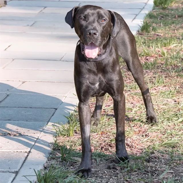Diva
