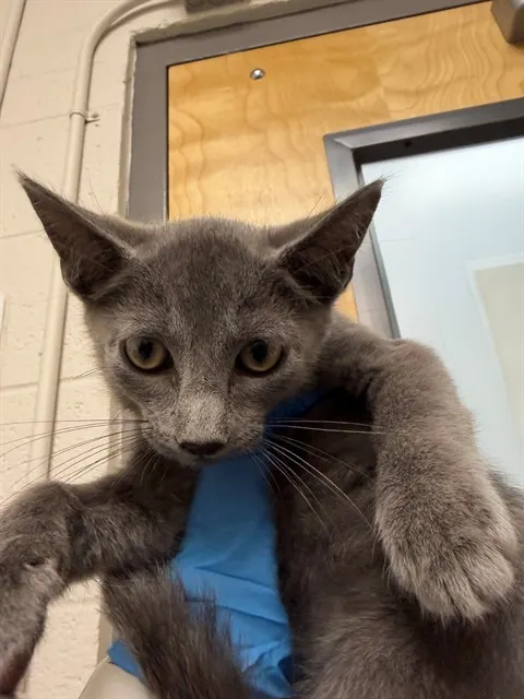 Adoptable Cat