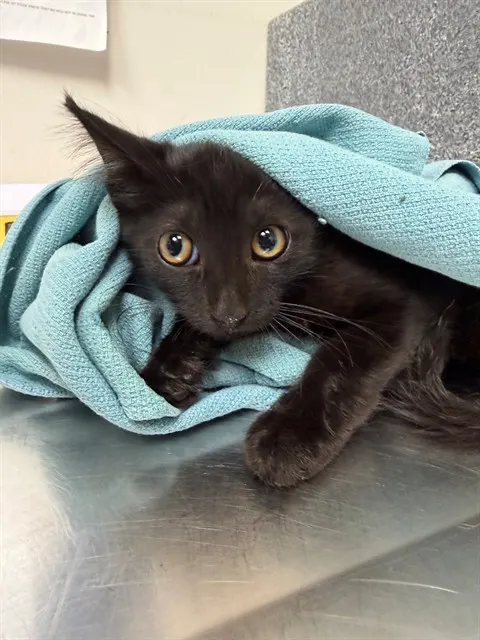 Adoptable Cat