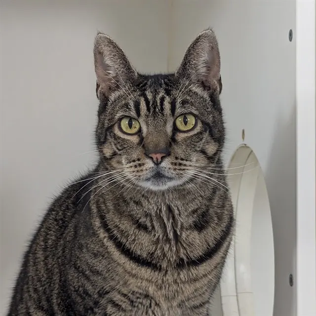 Tom