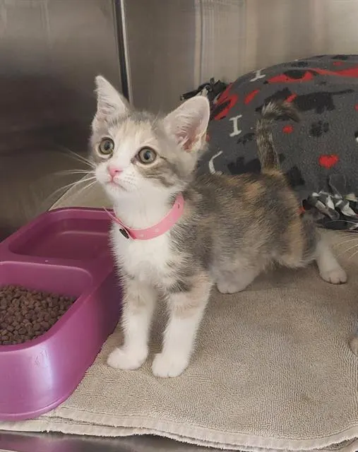 Adoptable Cat