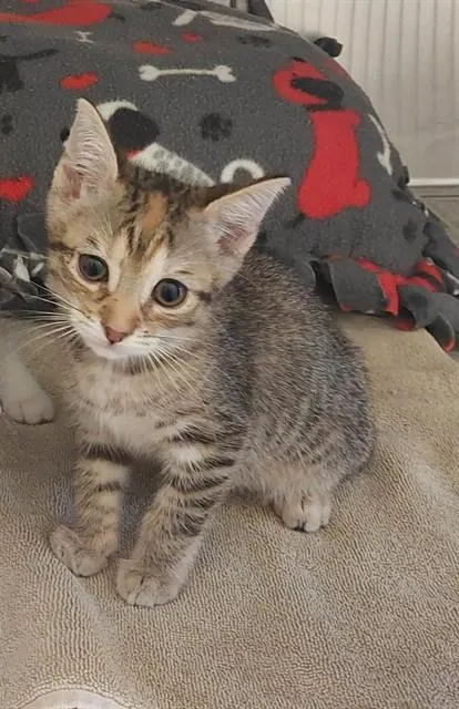 Adoptable Cat