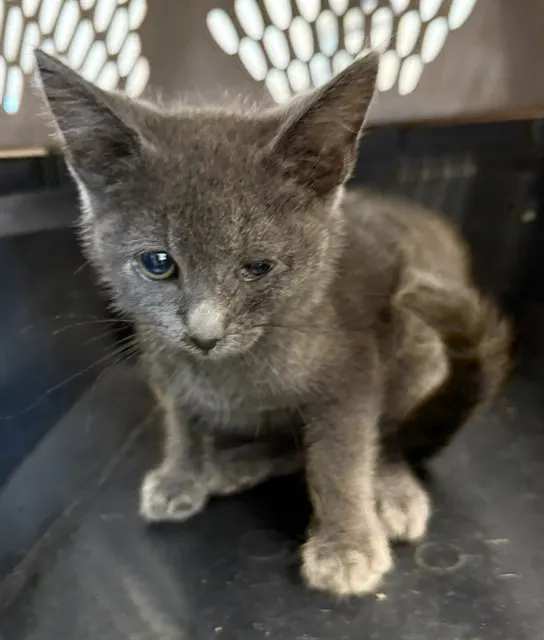 Adoptable Cat