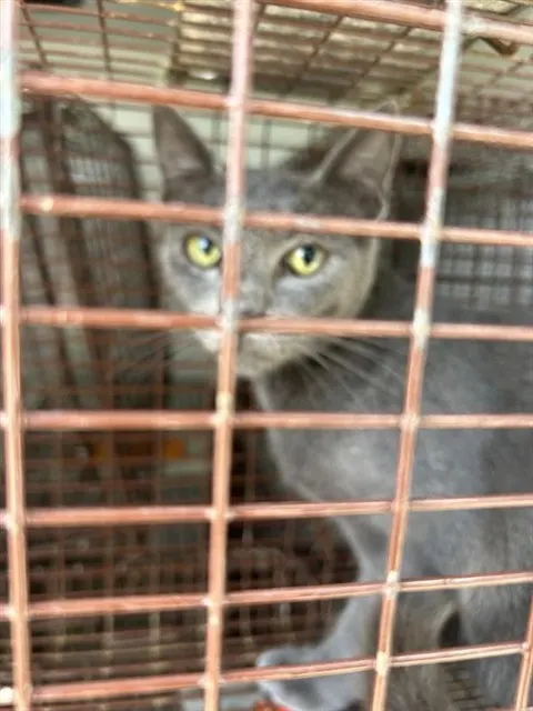 Adoptable Cat