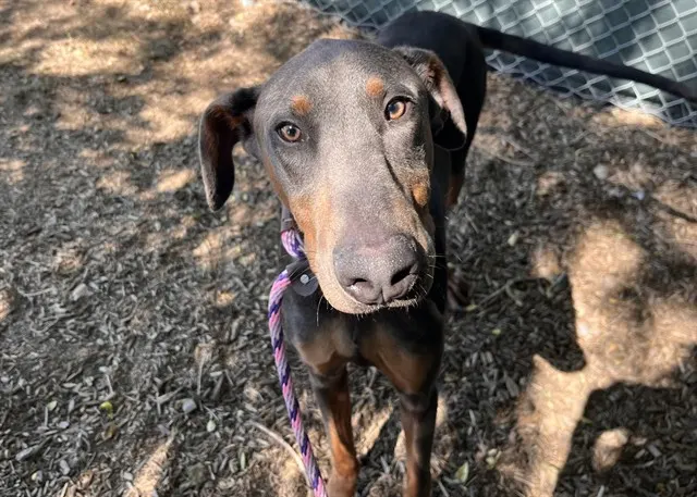 Chico