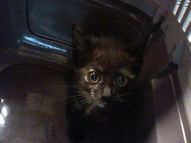 Adoptable Cat