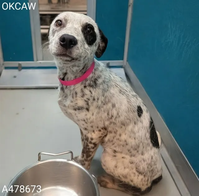 Adoptable Dog