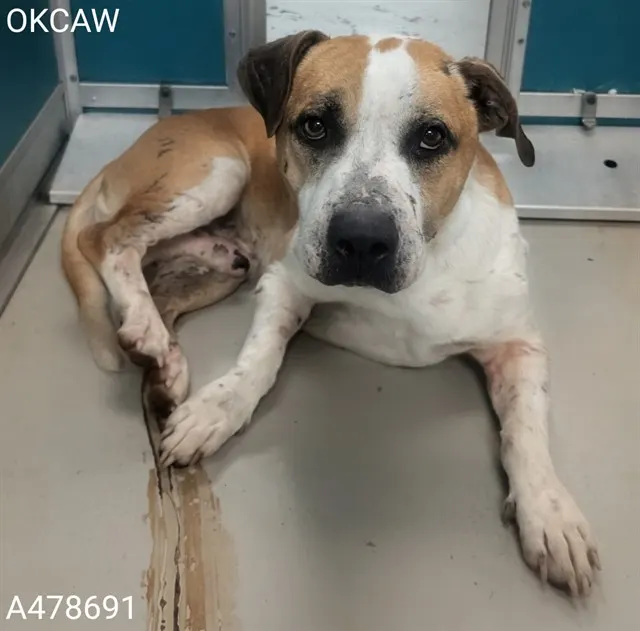 Adoptable Dog