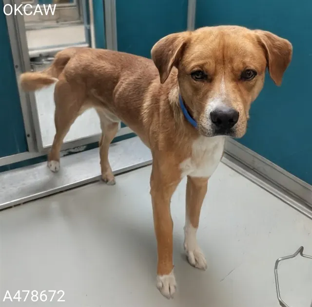 Adoptable Dog