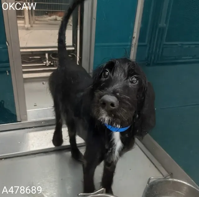 Adoptable Dog