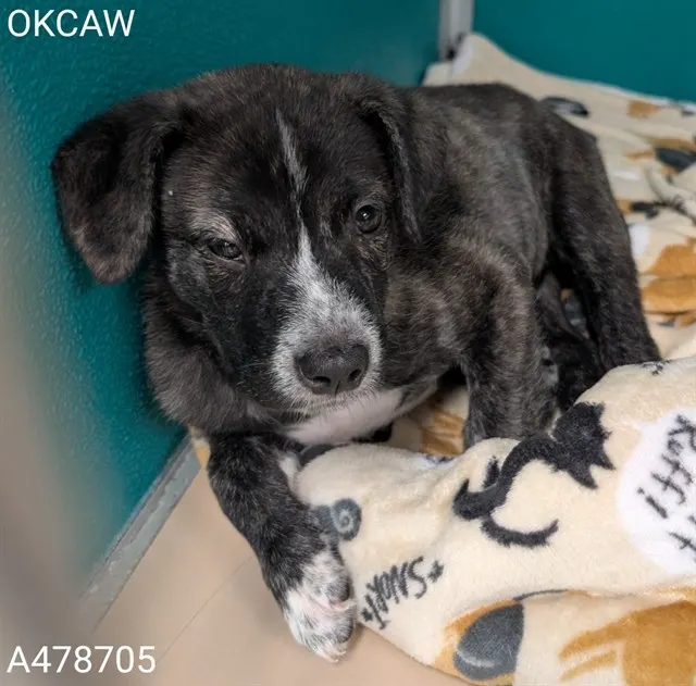 Adoptable Dog