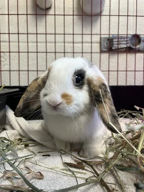 Hoppy