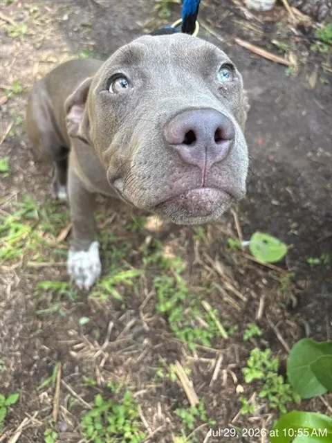 Adoptable Dog
