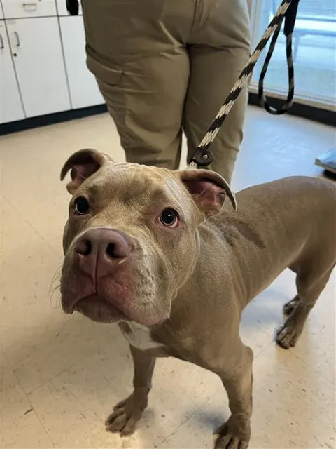 Adoptable Dog
