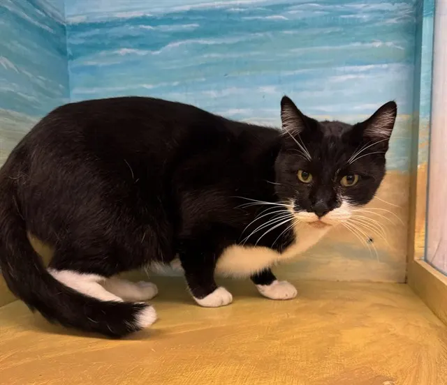 Tux