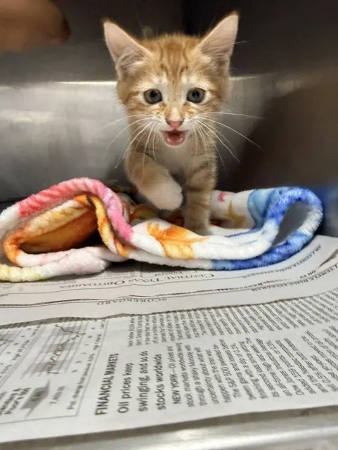 Adoptable Cat