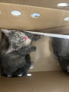 Adoptable Cat