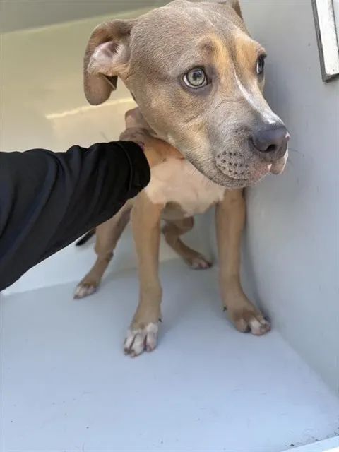 Adoptable Dog