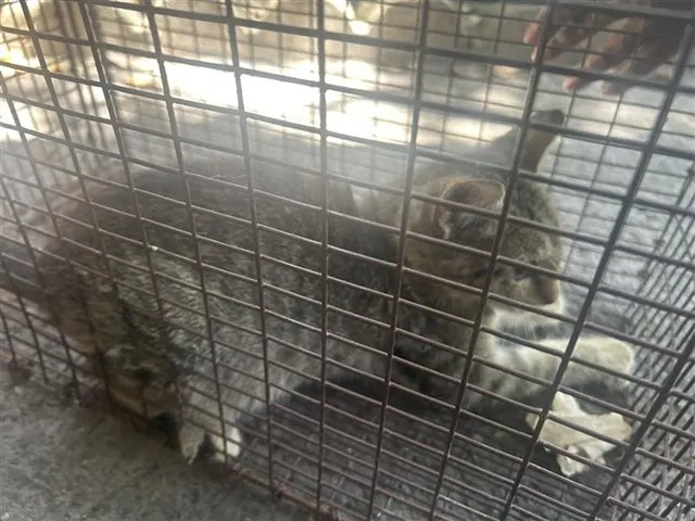 Adoptable Cat