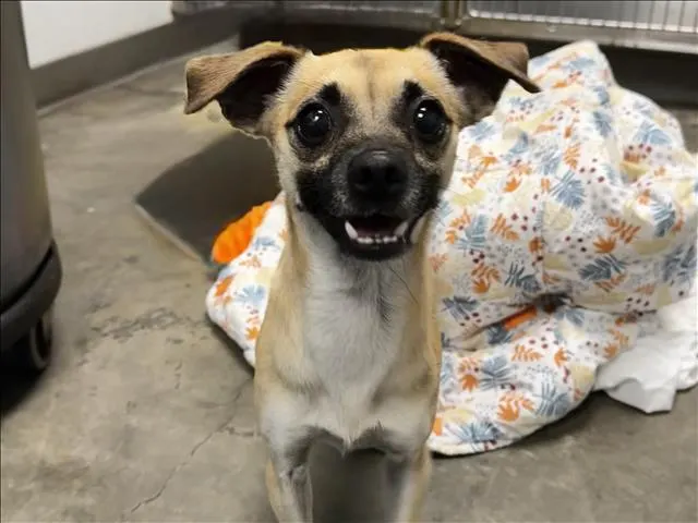 Milo